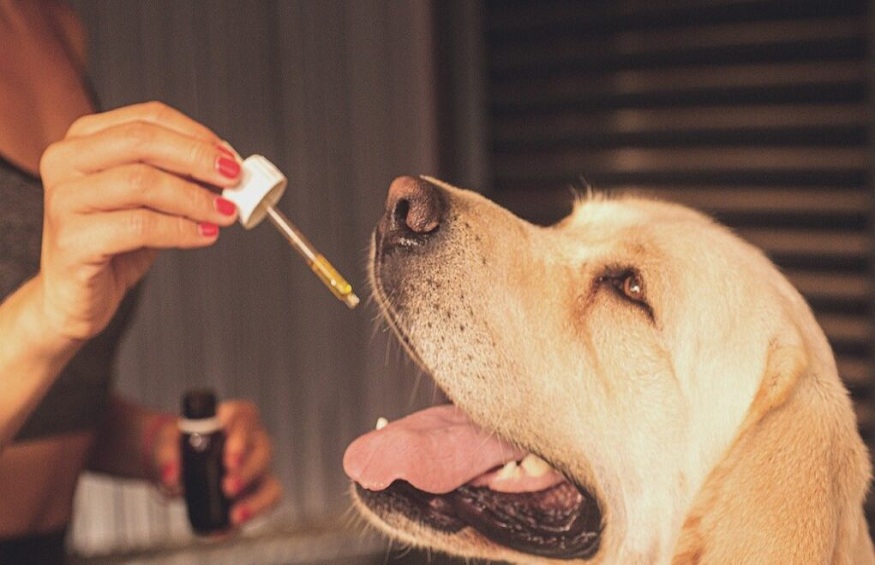 cbd oil for dogs