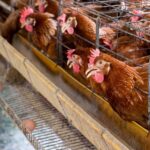 Hillandale Farms Pennsylvania Shares Insight Into Organic Eggs